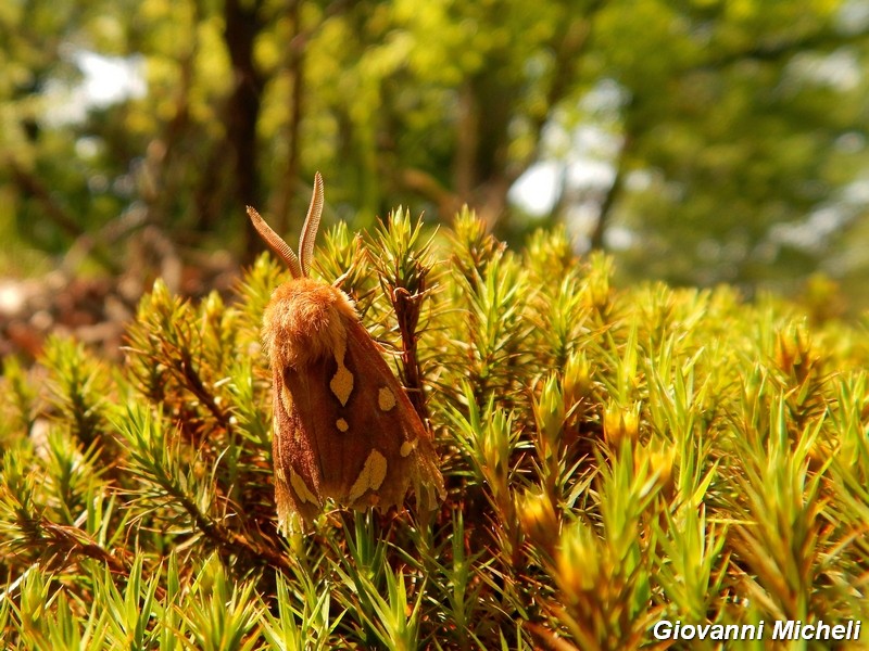 Bella falena da determinare